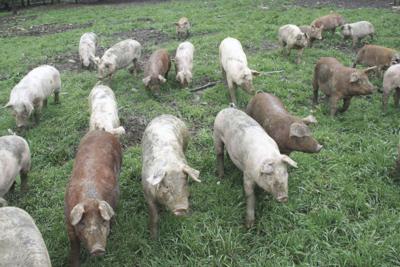 Hogs for slaughter story