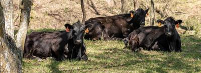 Cow size