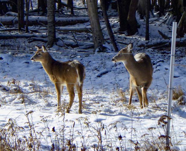 Deer
