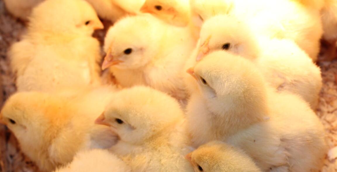 Chicks