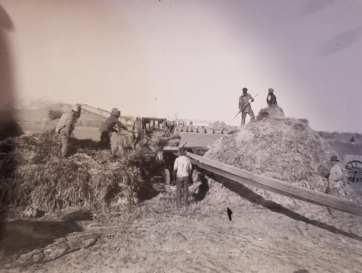 OLD PHOTO - Threshing Wheat