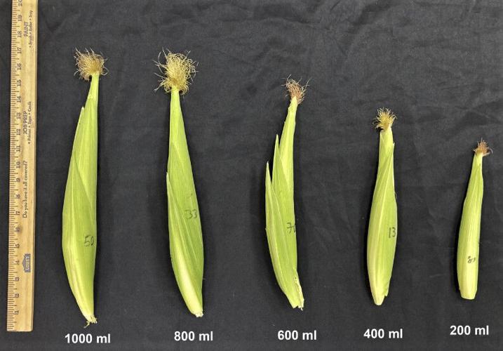 Corn cob sizes