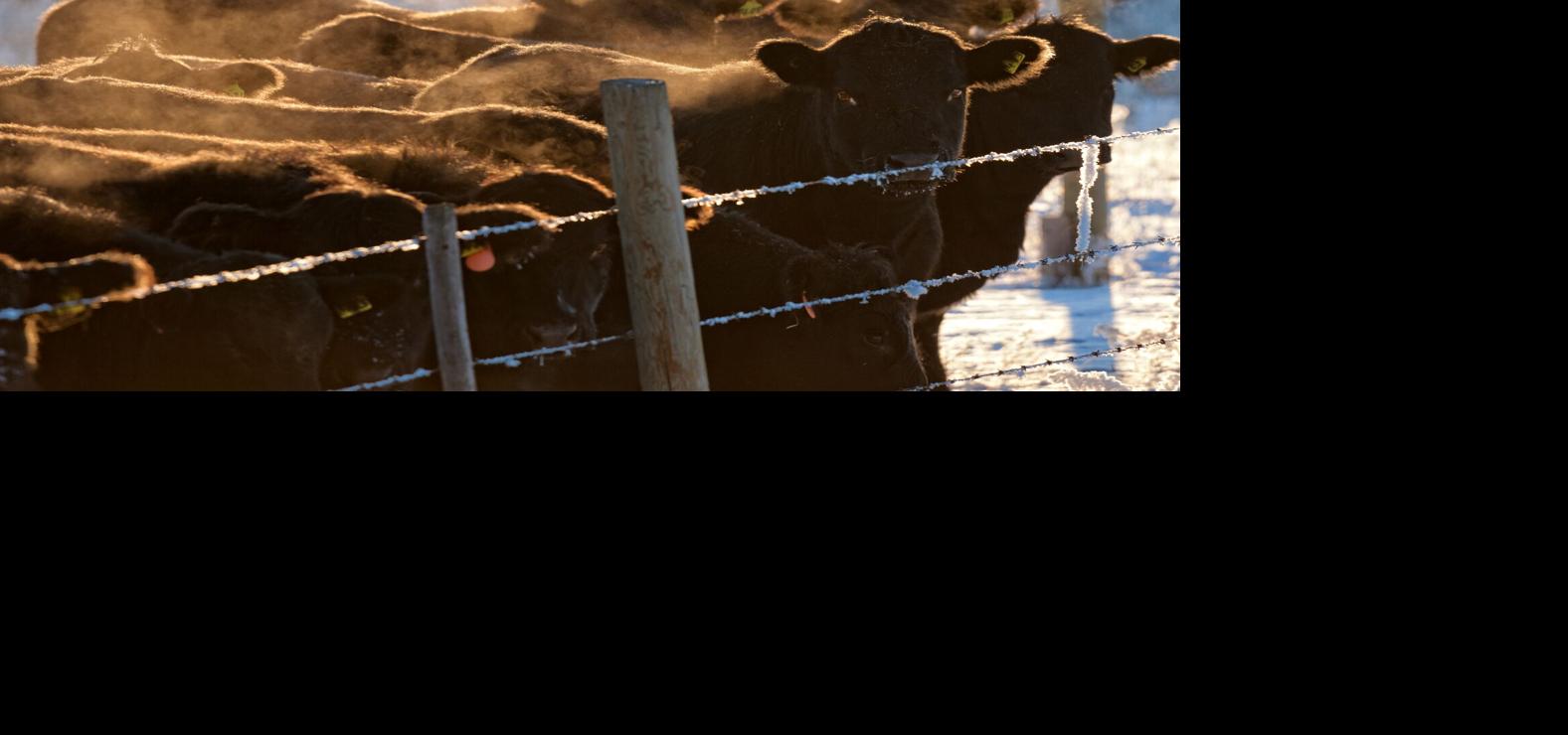 Beef cattle frosty morning