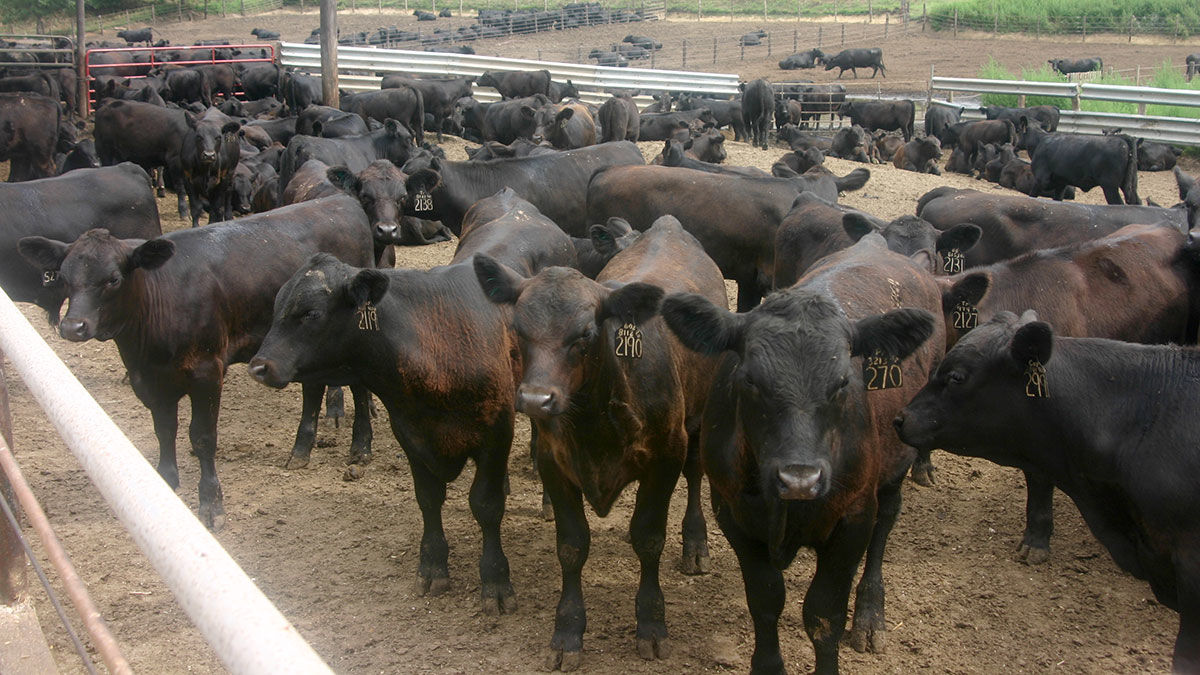 Feedlot