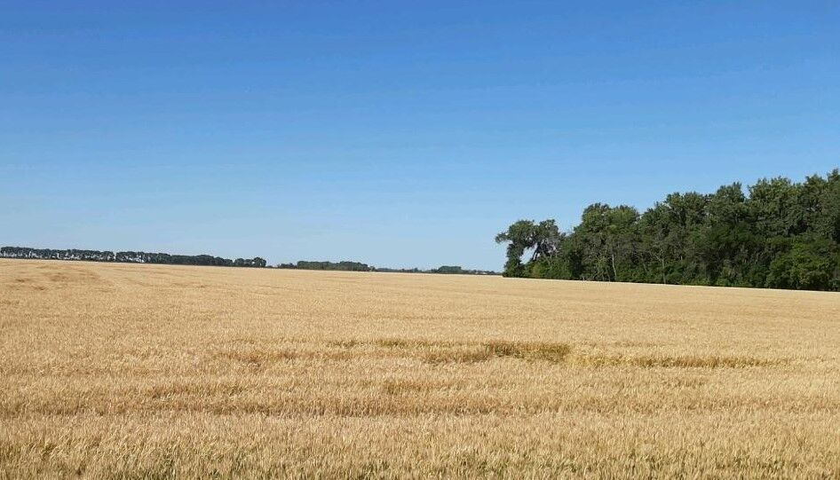 North Dakota wheat