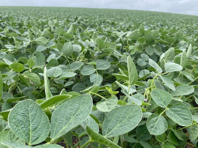 Paul Freeman soybeans