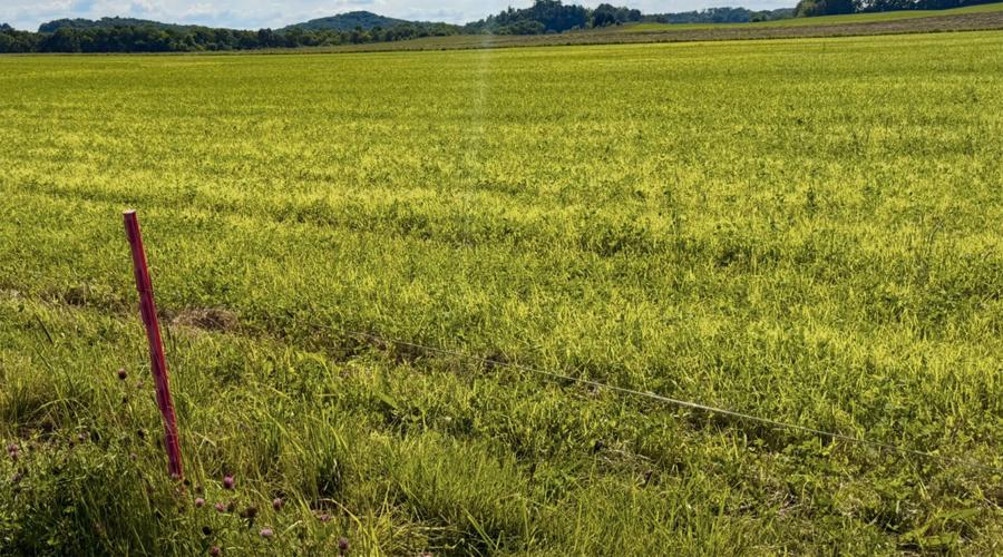 Field