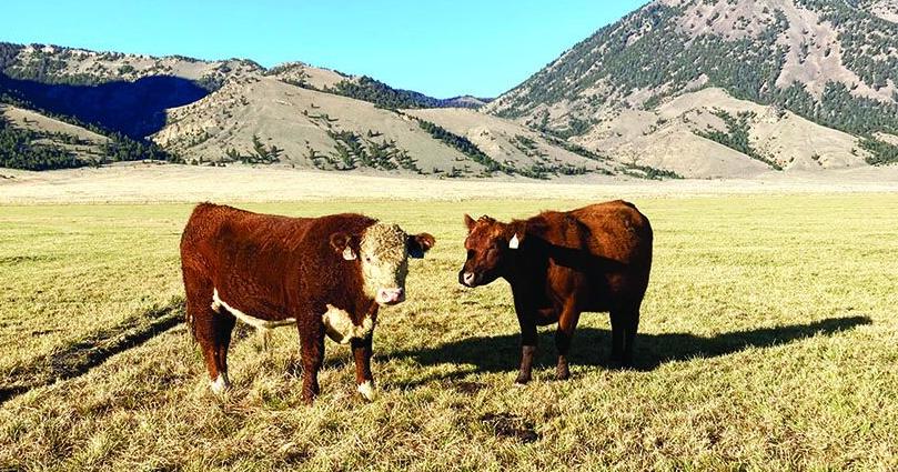 Breeding soundness exam