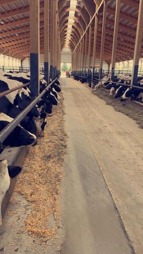 Lely Vector feeds steers at Wendlandt Farms