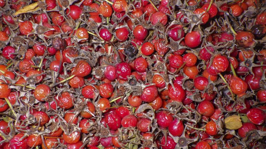 Rose hips