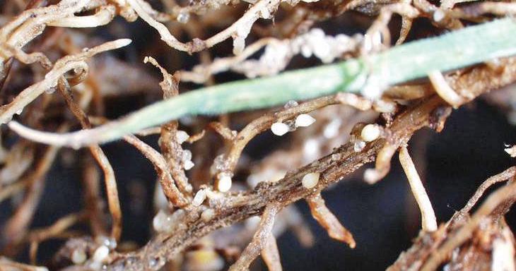New management guides help soybean farmers