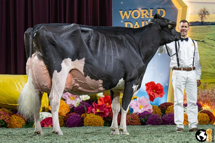 Reserve Supreme Champion Cow 2