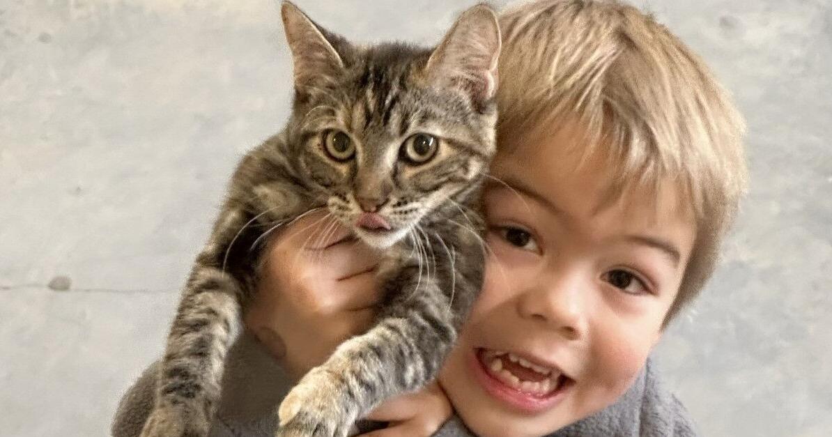 Barn Cat Program The cat is out of the bag: Barn cat program at Madison County Vet ...