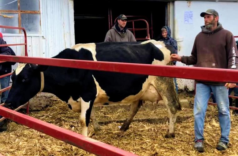 Dairy auction at Bidlingmaier farm