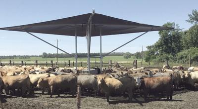 Rush-Co Cattle Shade