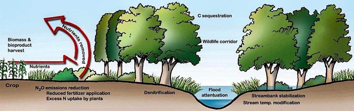 Riparian buffer