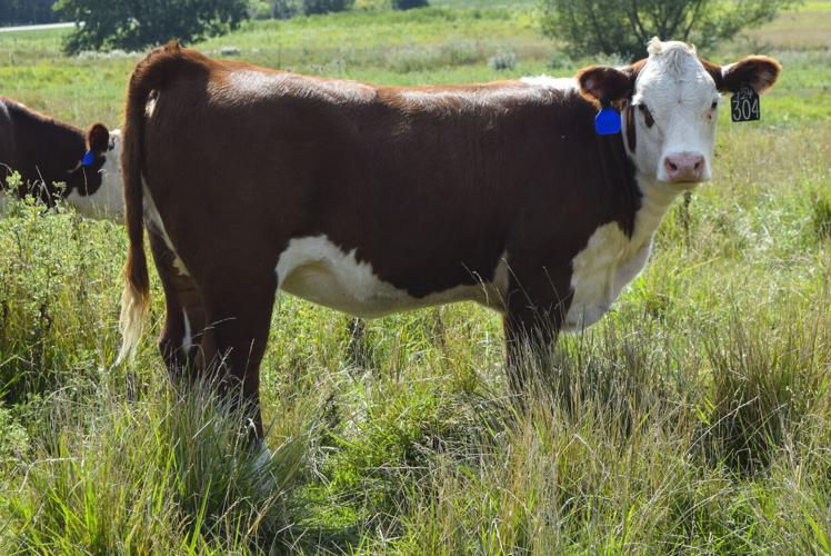 Hereford calf