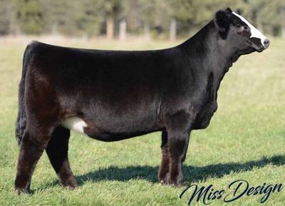 Nelson Family Farms Heifer