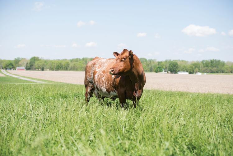 Beef Breeds Shorthorns (1).jpg