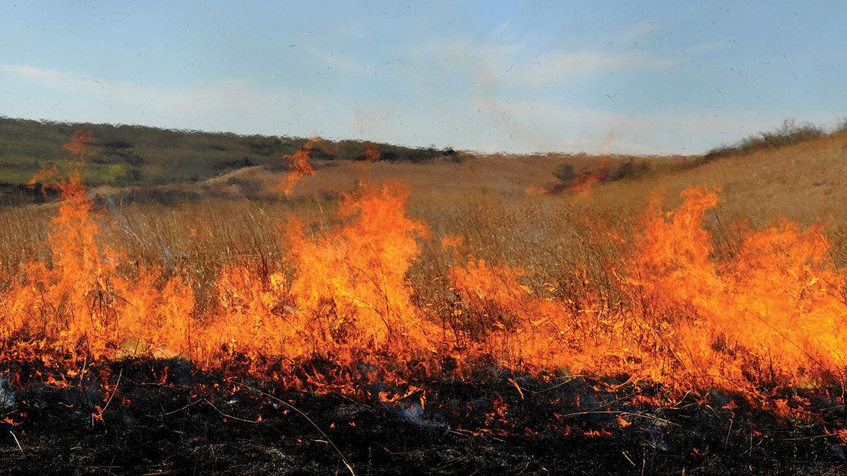 Controlled burn