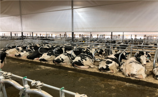 Mechanically ventilated barn