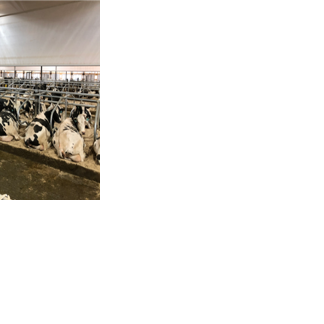 Mechanically ventilated barn