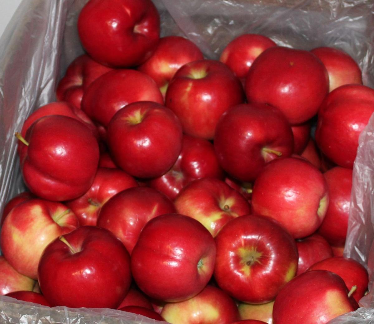 Industrychanging apple, First Kiss, debuts at MN State Fair with