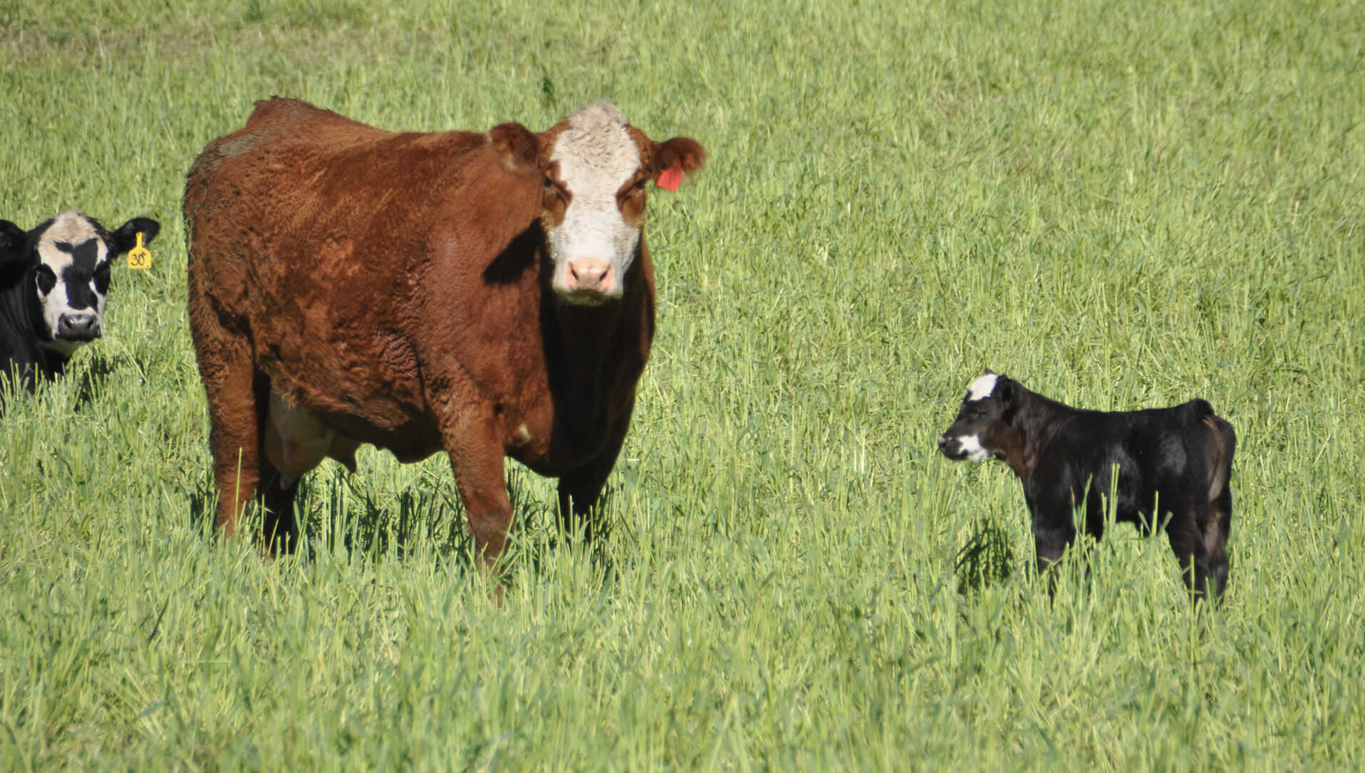 Beef cattle in field