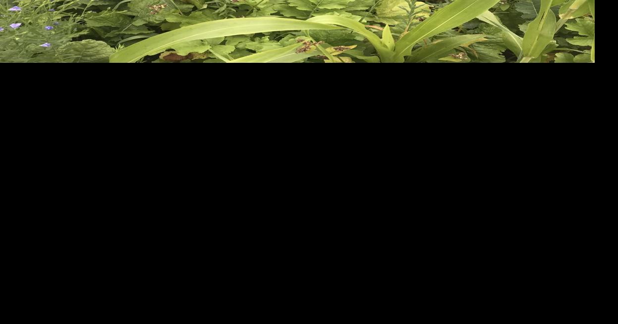 Sow and Grow with Sara: Using alternative forages during drought