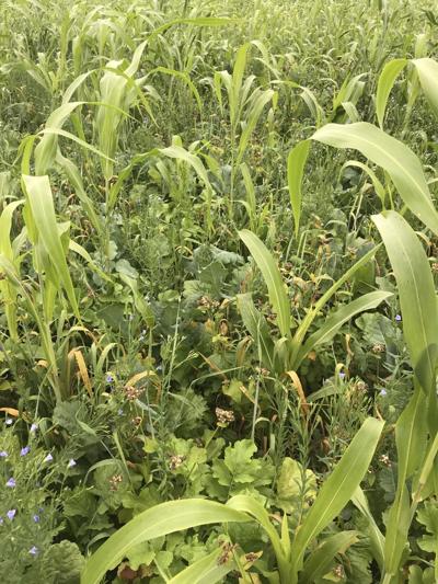 Alternative forage