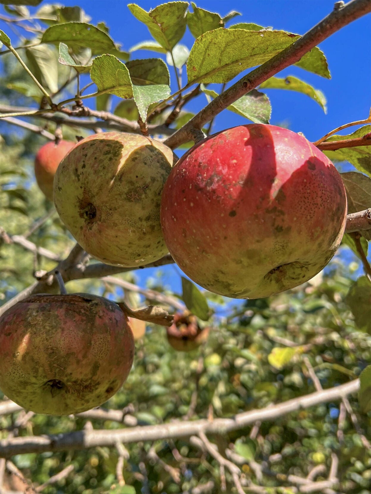 Apple tree