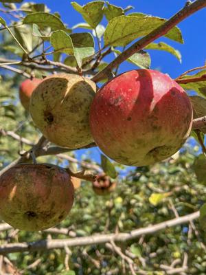 Apple tree