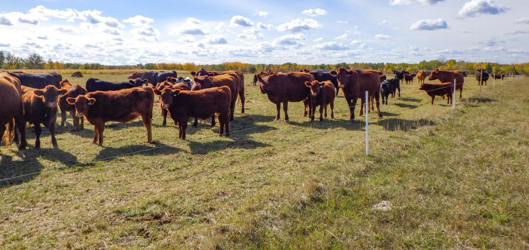 Beef cows