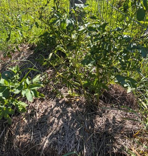 Plant