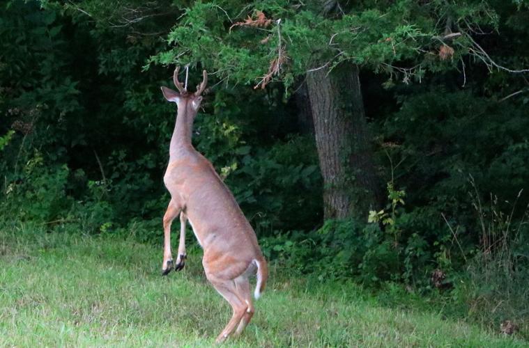 Deer