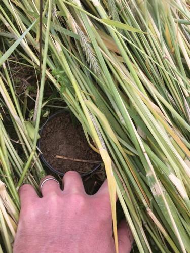 Dense roll-crimped cover crops