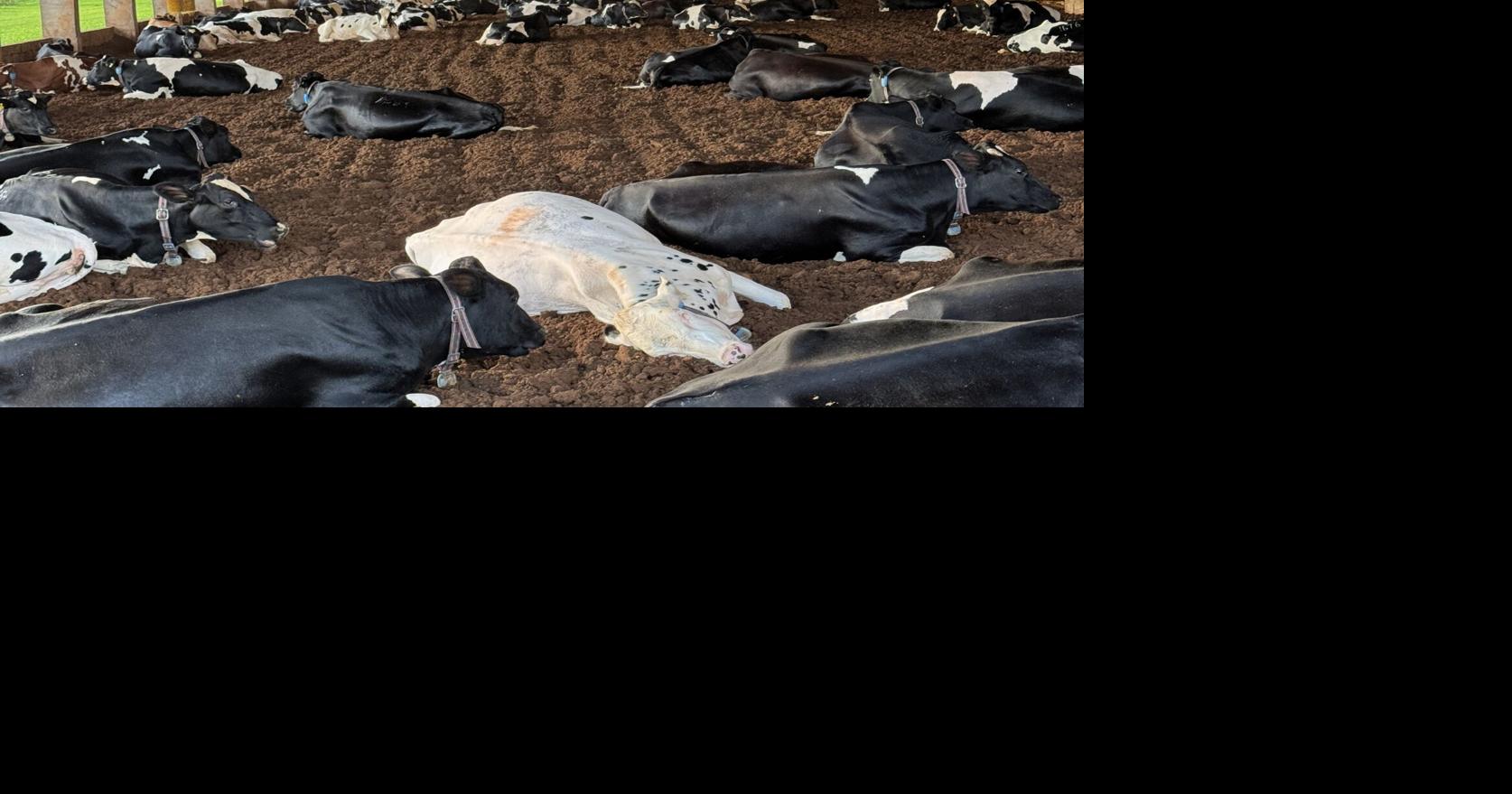 Dairy cows in barn