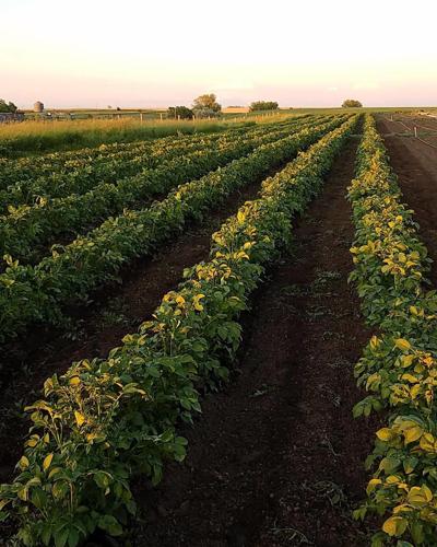 Potato plants
