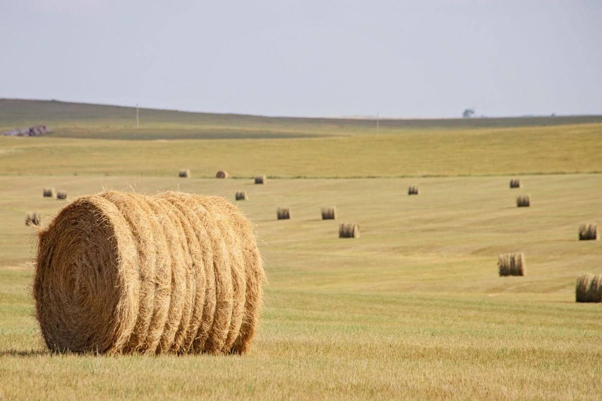 Hay Bales - IMG-9914.jpg
