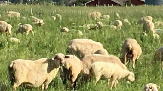 Montana Highland Lamb