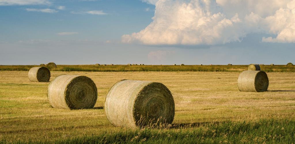 Haybales