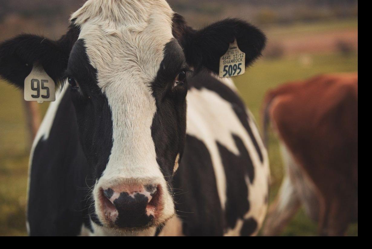 Dairy cow