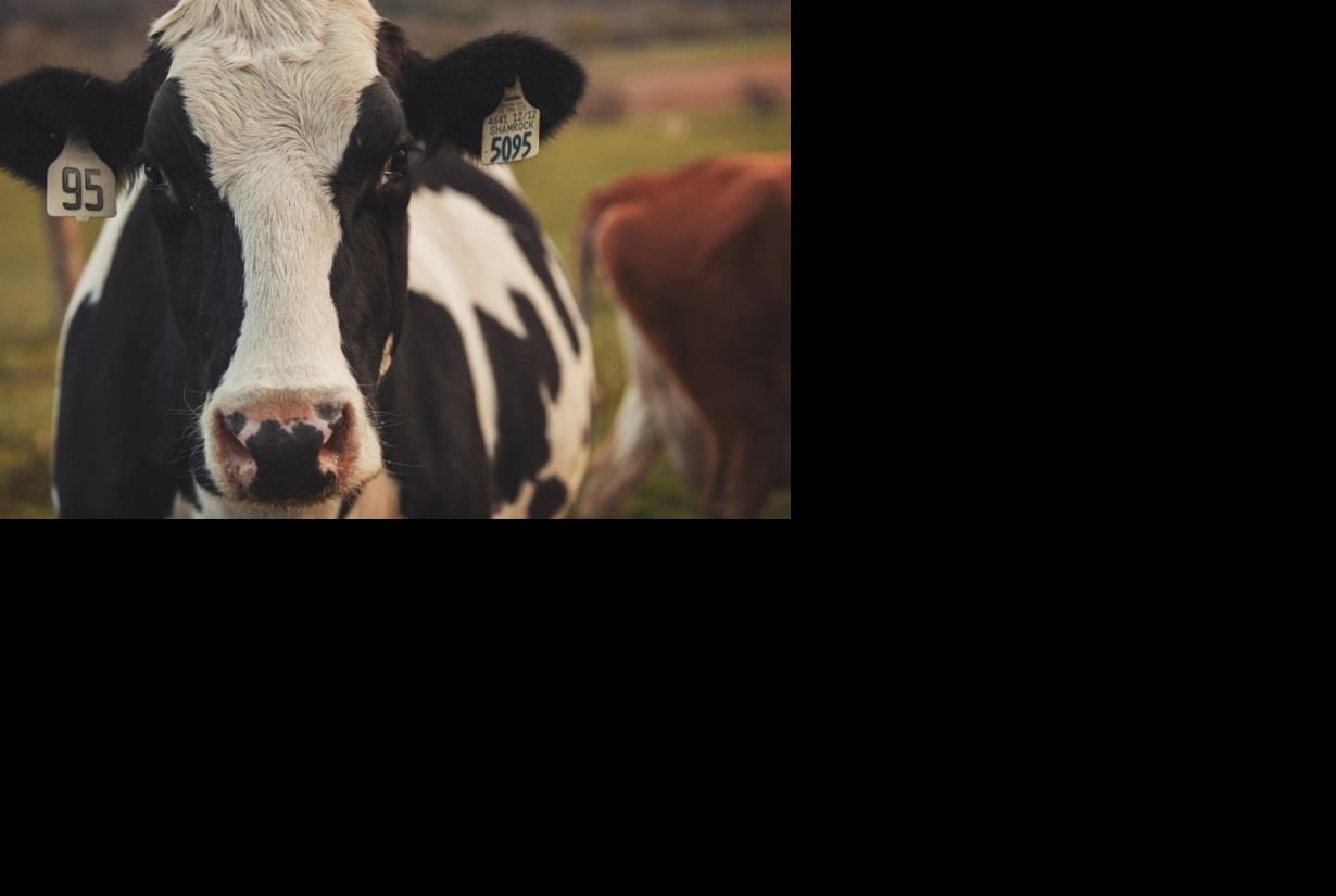 Dairy cow