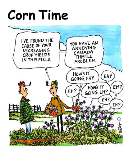 Corn Time by Bob Lang