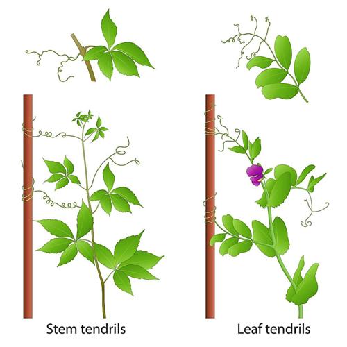 stem tendril examples