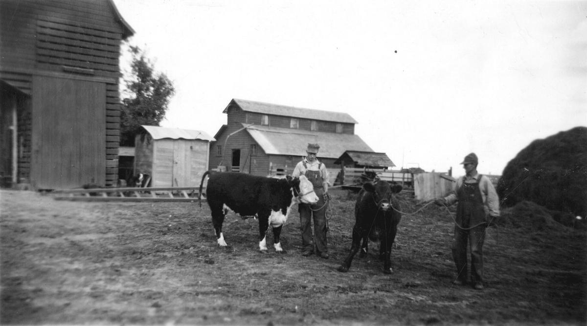 Double S Farms cattle