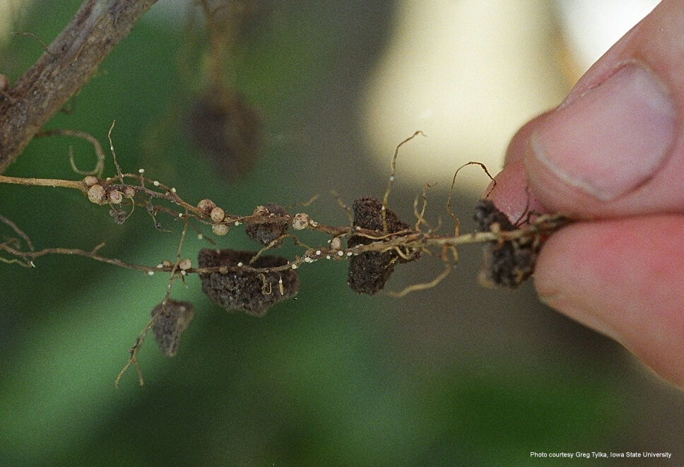 Dug Soybean Root 2