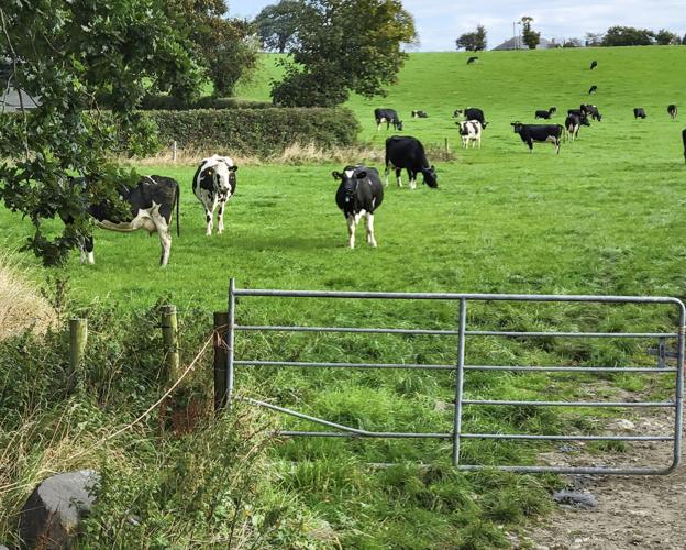 Holstein cows in Ireland
