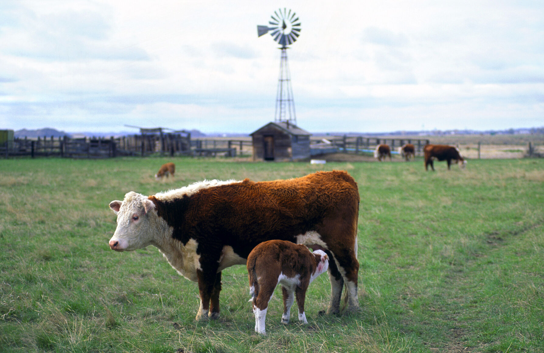 Hereford calf nursing