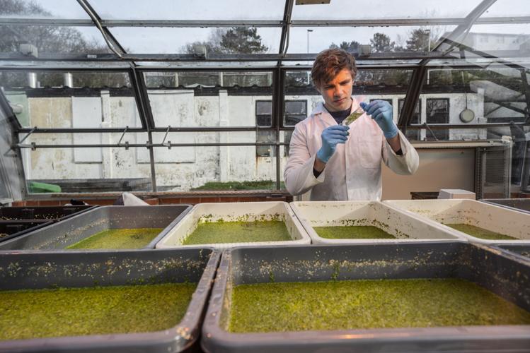 Duckweed research